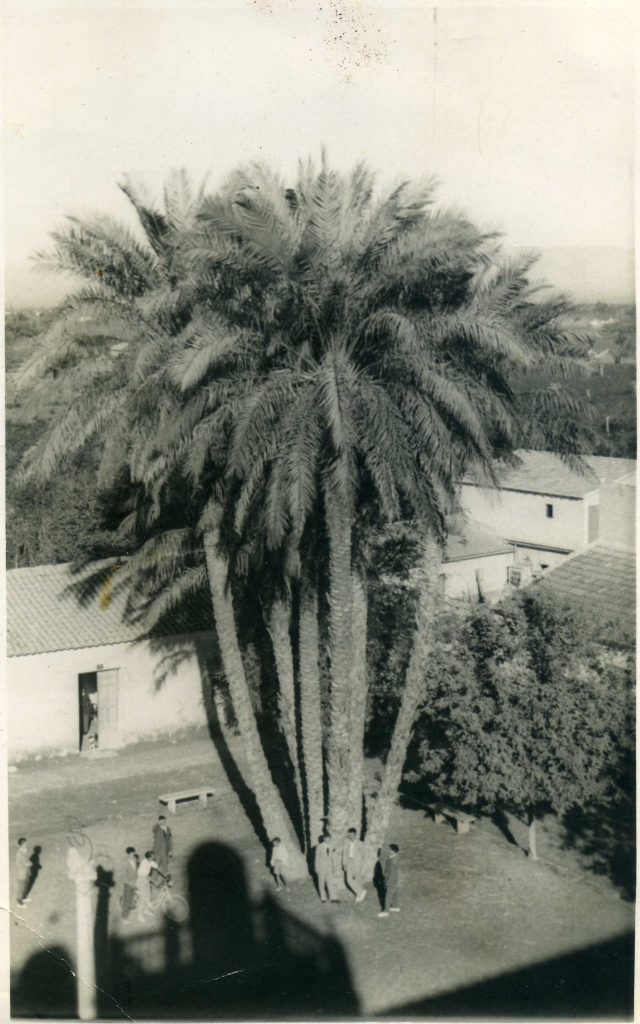 Columna del leon